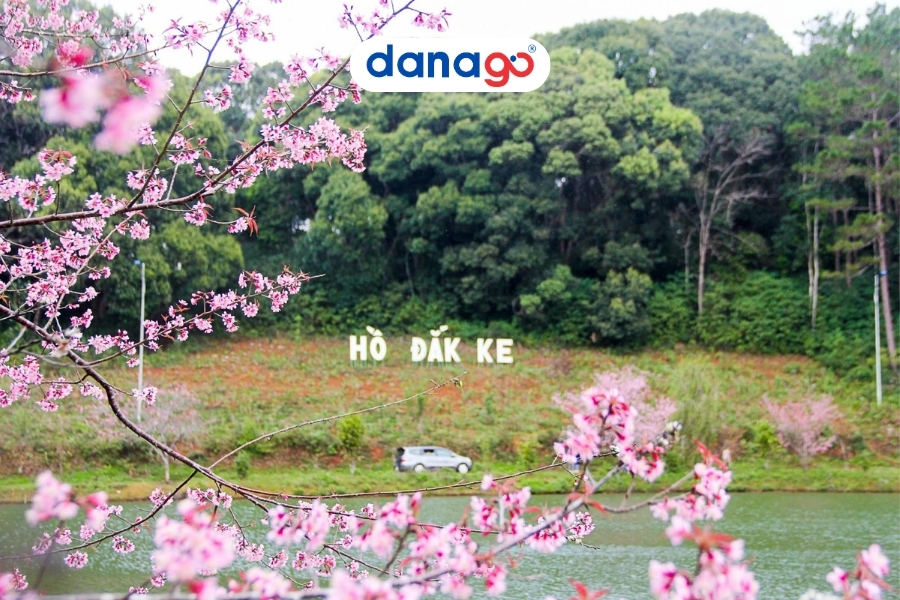 Mùa hoa anh Đào ở Hồ Đắk Ke