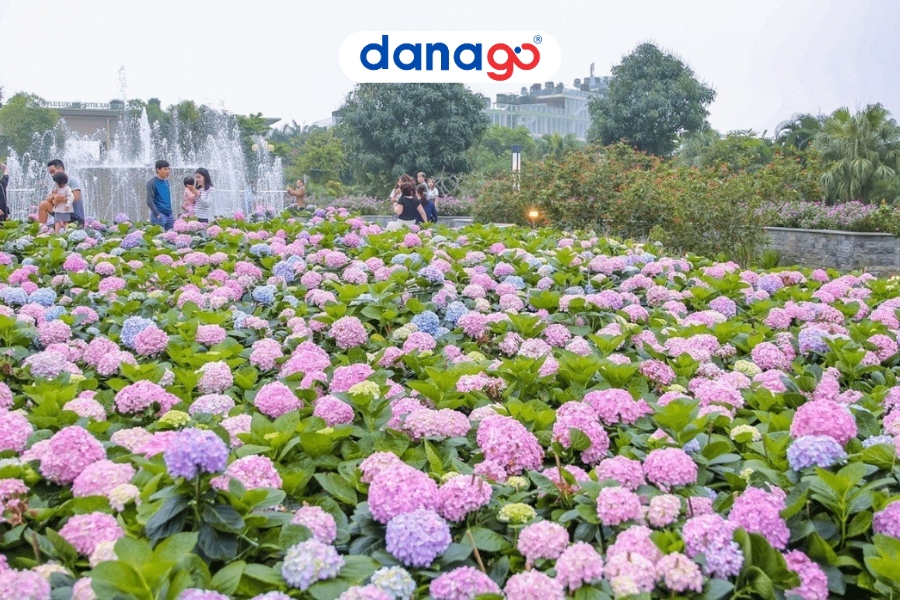 Vườn hoa Cẩm Tú Cầu điểm đến hấp dẫn tại Đà Lạt Vườn hoa Cẩm Tú Cầu điểm đến hấp dẫn tại Đà Lạt